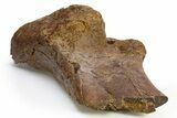 Fossil Dinosaur Bone (Ilium?) - Wyoming #312110-5